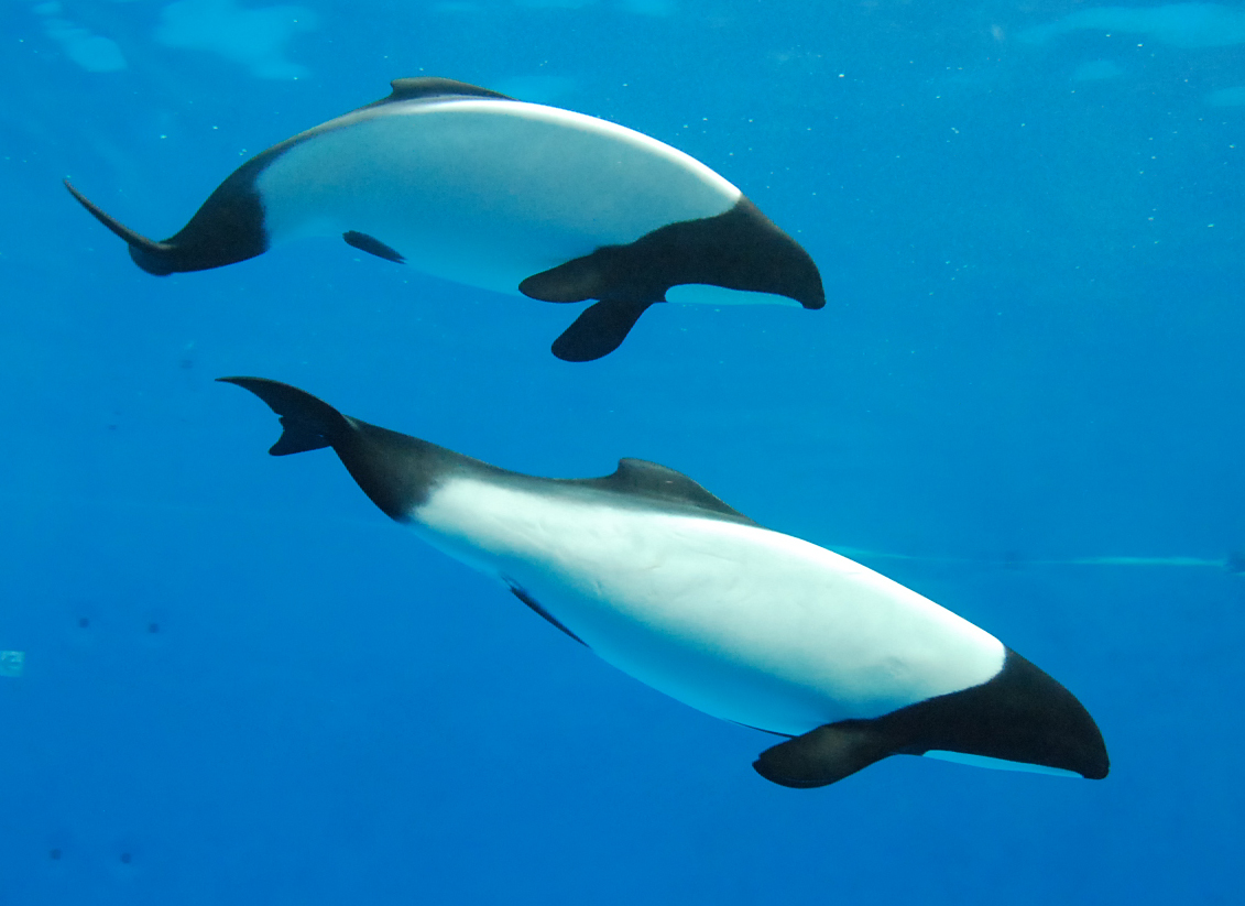 鳥羽水族館　イロワケイルカ