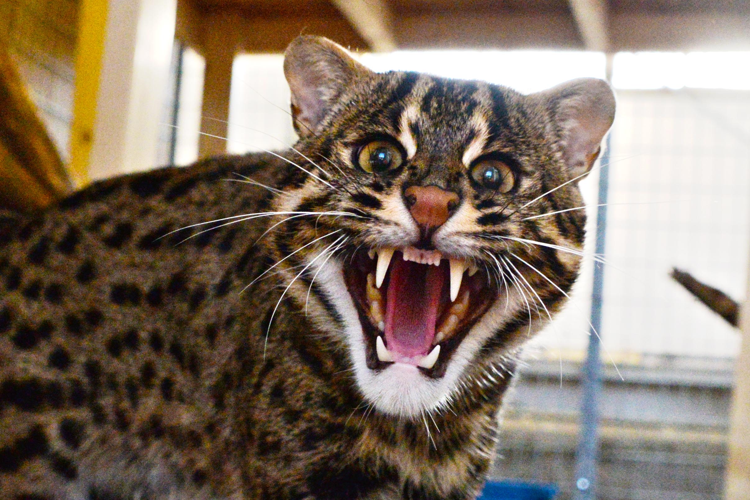 Ztvコミュニティチャンネル 鳥羽水族館もっと 水の惑星紀行 スナドリネコ