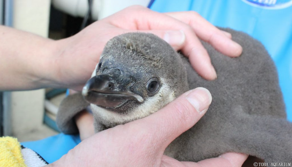 Ztvコミュニティチャンネル ２０２０年５月号 飼育員さんに聞いてみよう