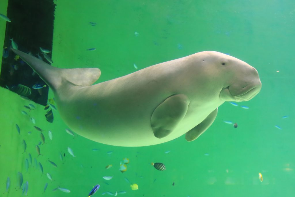 Ztvコミュニティチャンネル ２０２０年９月号 ジュゴン飼育の道のり