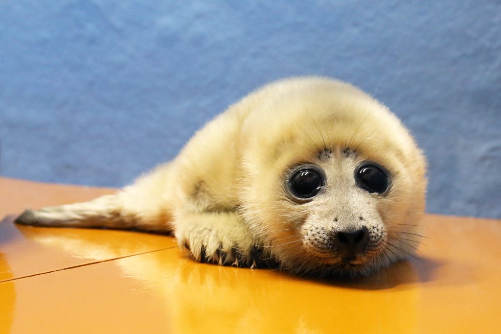 Ztvコミュニティチャンネル ２０２０年１２月号 鳥羽水族館ニュース